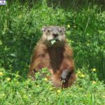 Groundhog Day 2024 : Is Spring Around the Corner or Winter Stay?